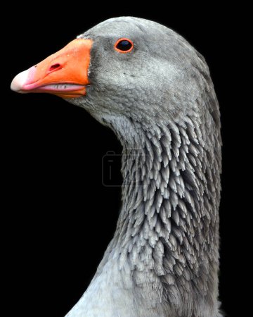 Photo for Domestic goose are domesticated grey geese (either greylag geese or swan geese) that have been kept by humans as poultry for their meat, eggs and down feathers since ancient times. - Royalty Free Image