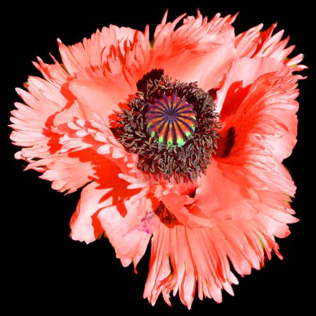 Photo for Poppy is a flowering plant in the subfamily Papaveroideae of the family Papaveraceae. Poppies are herbaceous plants, often grown for their colorful flowers. - Royalty Free Image