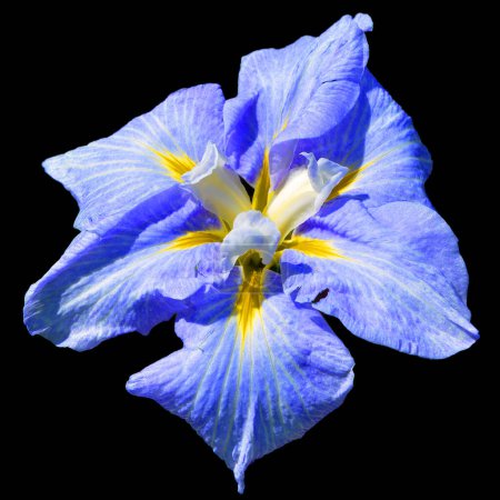 Photo for Blue iris flower isolated on black background - Royalty Free Image