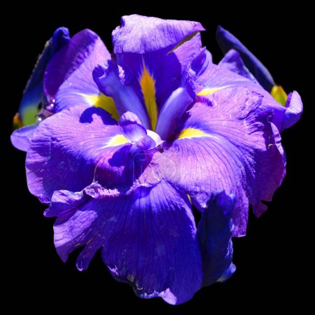 Téléchargez les photos : Fleur d'iris sur fond noir. - en image libre de droit