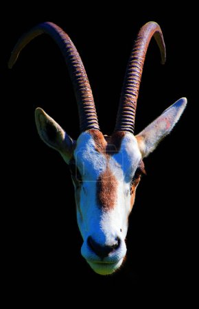 Foto de Oryx es un género compuesto por cuatro grandes especies de antílopes llamados oryxes. Su piel es pálida con marcas oscuras contrastantes en la cara y en las piernas, y sus largos cuernos son casi rectos.. - Imagen libre de derechos