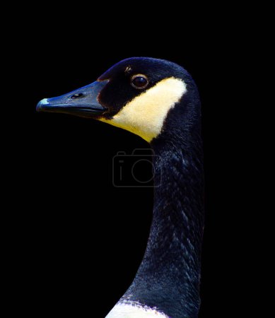 Téléchargez les photos : Canada goose is a large wild goose species with a black head and neck, white patches on the face, and a brown body. - en image libre de droit