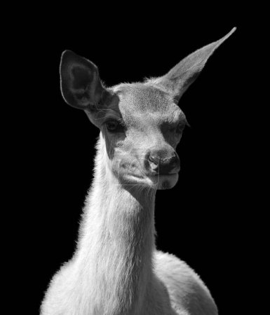 Photo for Young male llama, portrait of a cute white lama, black background - Royalty Free Image