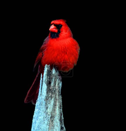 Foto de Los cardenales, en la familia Cardinalidae, son aves paseriformes que se encuentran en América del Norte y del Sur. También son conocidos como cardenales-grosbeaks y cardenales-buntings - Imagen libre de derechos