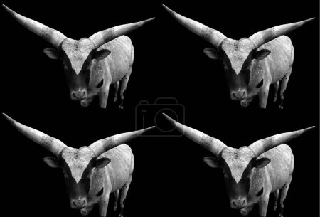 Téléchargez les photos : Ankole-Watusi est une race américaine moderne de bétail domestique. Il provient du groupe Ankole des races bovines Sanga d'Afrique centrale. Il est caractérisé par de très grandes cornes - en image libre de droit