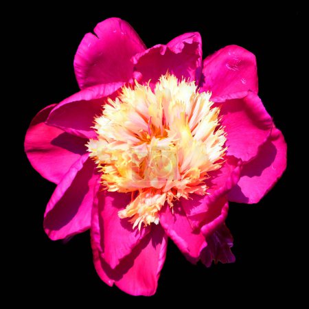 Foto de La peonía es una planta con flores perteneciente al género Paeonia, el único género de la familia Paeoniaceae. Son nativos de Asia, el sur de Europa y el oeste de América del Norte - Imagen libre de derechos