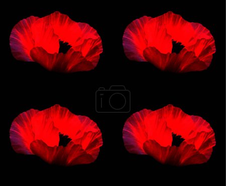 Foto de Amapolas rojas sobre un fondo negro - Imagen libre de derechos