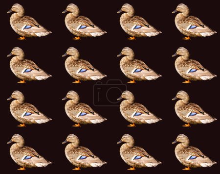 Photo for Female mallard or wild duck (Anas platyrhynchos) is a dabbling duck that breeds throughout the temperate and subtropical Americas, Eurasia, and North Africa - Royalty Free Image