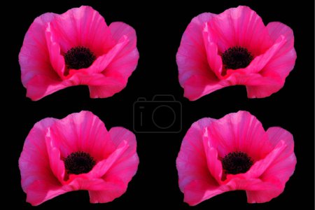 Photo for A poppy is a flowering plant in the subfamily Papaveroideae of the family Papaveraceae. Poppies are herbaceous plants, often grown for their colorful flowers. - Royalty Free Image