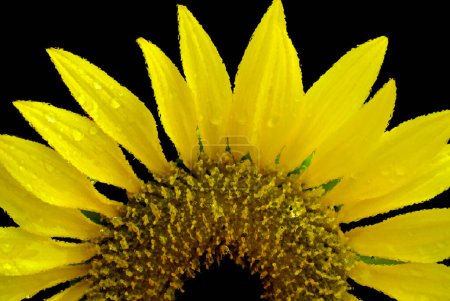 Photo for Sunflower is an annual plant native to the Americas. It possesses a large inflorescence, and its name is derived from the flower's shape and image which is often used to depict the sun - Royalty Free Image