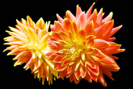 Téléchargez les photos : Verre brillant Dahlia est un genre de plantes vivantes touffues et tubéreuses originaire du Mexique, d'Amérique centrale et de Colombie. Il y a au moins 36 espèces de dahlia - en image libre de droit