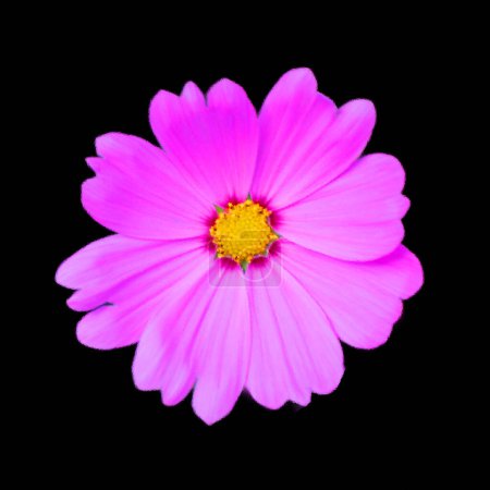 Photo for Glossy glass Cosmos sulphureus is a species of flowering plant in the sunflower family Asteraceae, also known as sulfur cosmos and yellow cosmos. It is native to Mexico - Royalty Free Image