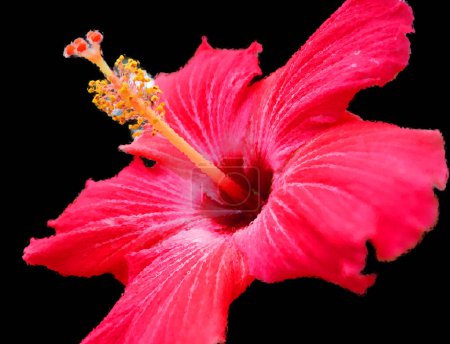 Foto de Hibiscus es un género de plantas con flores perteneciente a la familia Malvaceae. Es bastante grande, contiene varios cientos de especies que son nativas de regiones templado-cálidas, subtropicales y tropicales.. - Imagen libre de derechos