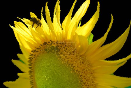 Téléchargez les photos : Le tournesol est une plante annuelle originaire des Amériques. Il possède une grande inflorescence, et son nom est dérivé de la forme et de l'image de la fleur qui est souvent utilisée pour représenter le soleil - en image libre de droit