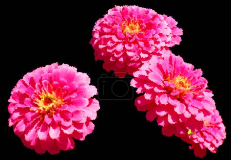 Photo for Glossy glass Zinnia is a genus of plants of the sunflower tribe within the daisy family. They are native to scrub and dry grassland in an area stretching from the US to South America and Mexico - Royalty Free Image