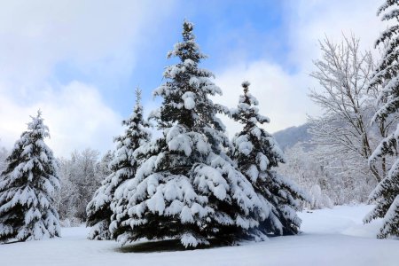 Téléchargez les photos : Paysage hivernal après la tempête de neige Canton de l'Est Québec Canada - en image libre de droit