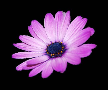 Téléchargez les photos : Verre brillant Cosmos bipinnatus, communément appelé cosmos de jardin ou aster mexicain, est une plante herbacée à fleurs de taille moyenne de la famille des Asteraceae, originaire des Amériques. - en image libre de droit