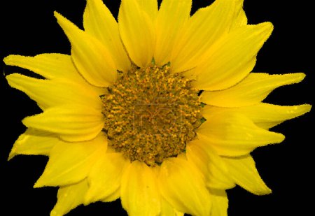 Téléchargez les photos : Le tournesol est une plante annuelle originaire des Amériques. Il possède une grande inflorescence, et son nom est dérivé de la forme et de l'image de la fleur, qui est souvent utilisée pour représenter le soleil. - en image libre de droit