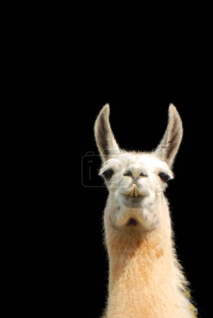 Foto de Primer plano - hasta de una linda alpaca - Imagen libre de derechos
