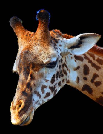 Téléchargez les photos : La girafe (Giraffa camelopardalis) est un mammifère ongulé à doigts pairs africain, la plus grande de toutes les espèces animales terrestres existantes, et le plus grand ruminant. - en image libre de droit