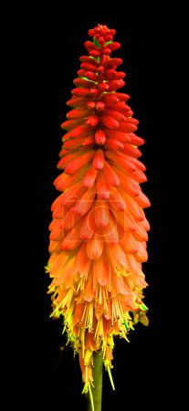 Téléchargez les photos : Torche Lys (Tritoma) Vivant Bareroot plante vivace Fleurs orange et jaune - en image libre de droit