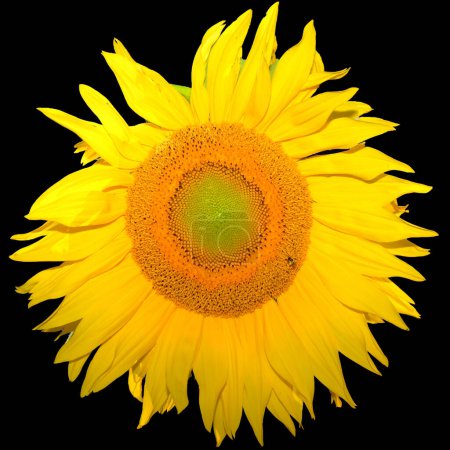 Foto de El girasol es una planta anual originaria de las Américas. Posee una gran inflorescencia, y su nombre se deriva de la forma y la imagen de la flor que a menudo se utiliza para representar el sol. - Imagen libre de derechos