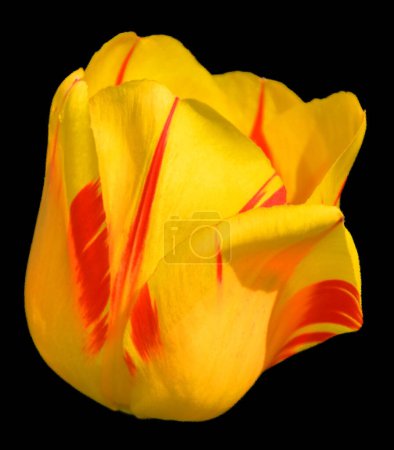 Téléchargez les photos : Tulipes en verre brillant est une plante vivace, bulbeuse avec des fleurs voyantes dans le genre Tulipa, dont jusqu'à 109 espèces - en image libre de droit