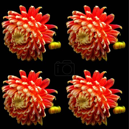 Photo for Glossy glass Dahlia is a genus of bushy, tuberous, perennial plants native to Mexico, Central America, and Colombia. There are at least 36 species of dahlia - Royalty Free Image