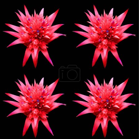 Photo for Bromeliads are tropical plants that come in all shapes and sizes. A strong spike comes up from the center of a crown-shaped leaf cluster. - Royalty Free Image