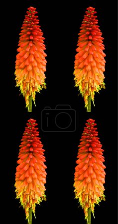Téléchargez les photos : Torche Lys (Tritoma) Vivant Bareroot plante vivace Fleurs orange et jaune - en image libre de droit