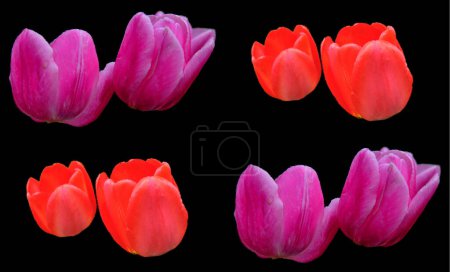 Téléchargez les photos : Tulipes est une plante vivace, bulbeuse avec des fleurs voyantes dans le genre Tulipa, dont jusqu'à 109 espèces - en image libre de droit