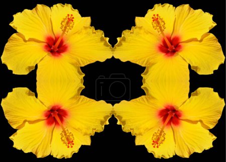 Photo for Hibiscus is a genus of flowering plants in the mallow family, Malvaceae. It is quite large, containing several hundred species that are native to warm-temperate, subtropical and tropical - Royalty Free Image