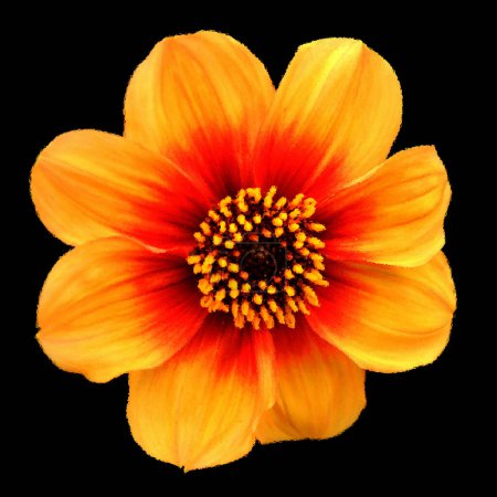Photo for Dahlia is a genus of bushy, tuberous, perennial plants native to Mexico, Central America, and Colombia. There are at least 36 species of dahlia - Royalty Free Image