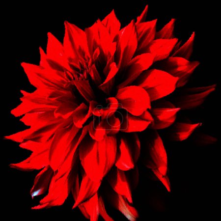 Téléchargez les photos : Verre brillant Dahlia est un genre de plantes vivantes touffues et tubéreuses originaire du Mexique, d'Amérique centrale et de Colombie. Il y a au moins 36 espèces de dahlia - en image libre de droit