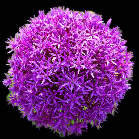 Photo for The onion genus Allium comprises monocotyledonous flowering plants and includes the onion, garlic, chives, scallion, shallot, and the leek as well as hundreds of wild species. - Royalty Free Image