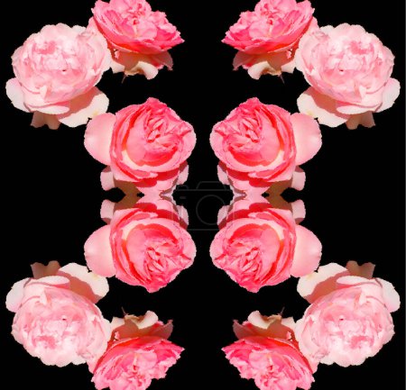 Téléchargez les photos : Une rose est une plante ligneuse à fleurs vivaces du genre Rosa, de la famille des Rosacées, ou la fleur qu'elle porte. Il existe plus d'une centaine d'espèces et des milliers de cultivars. - en image libre de droit