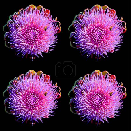 Photo for Artichoke, The flowers develop in a large head from an edible bud about 815 centimetres (3.15.9 in) diameter with numerous triangular scales; the individual florets are purple. - Royalty Free Image