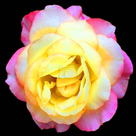 Photo for A rose is a woody perennial flowering plant of the genus Rosa, in the family Rosaceae, or the flower it bears. There are over a hundred species and thousands of cultivars. - Royalty Free Image