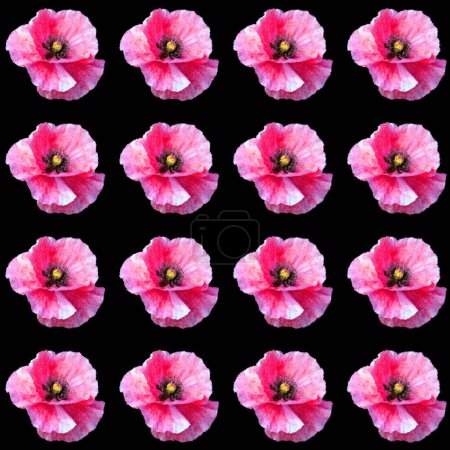 Foto de Una amapola es una planta con flores en la subfamilia Papaveroideae de la familia Papaveraceae. Las amapolas son plantas herbáceas, a menudo cultivadas por sus coloridas flores.. - Imagen libre de derechos