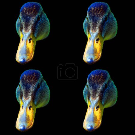 Photo for Female mallard or wild duck (Anas platyrhynchos) is a dabbling duck which breeds throughout the temperate and subtropical Americas, Eurasia, and North Africa - Royalty Free Image