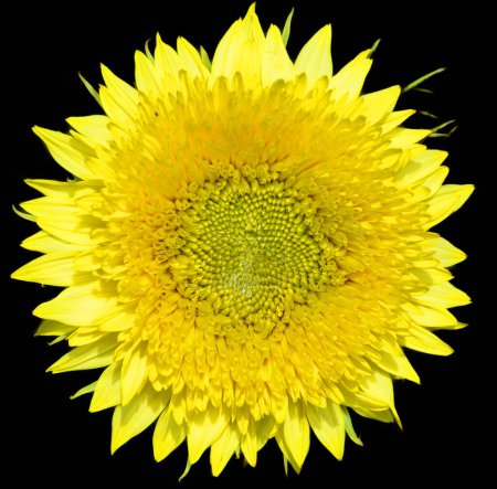 Photo for The sunflower is an annual plant native to the Americas. It possesses a large inflorescence, and its name is derived from the flower's shape and image, which is often used to depict the sun. - Royalty Free Image