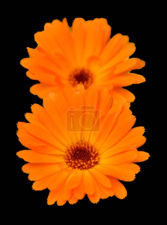 Photo for Glossy glass Cosmos sulphureus is a species of flowering plant in the sunflower family Asteraceae, also known as sulfur cosmos and yellow cosmos. It is native to Mexico - Royalty Free Image