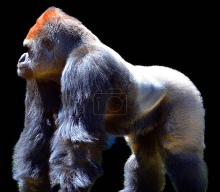 Téléchargez les photos : Les gorilles sont des singes terrestres, principalement herbivores, qui habitent les forêts d'Afrique centrale. L'ADN des gorilles est très similaire à celui des humains, de 95 à 99 % - en image libre de droit