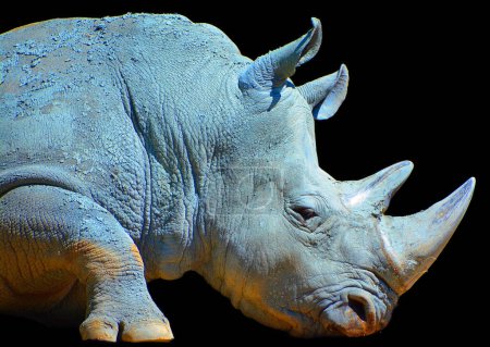 Téléchargez les photos : Le rhinocéros blanc ou rhinocéros à lèvres carrées est la plus grande espèce existante de rhinocéros. Il a une bouche large utilisée pour le pâturage et est le plus social de toutes les espèces de rhinocéros - en image libre de droit