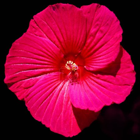 Photo for Hibiscus is a genus of flowering plants in the mallow family, Malvaceae. It is quite large, containing several hundred species that are native to warm-temperate, subtropical and tropical regions. - Royalty Free Image