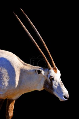Téléchargez les photos : Oryx est un genre composé de quatre grandes espèces d'antilopes appelées oryx. Leur fourrure est pâle avec des marques foncées contrastées sur le visage et sur les jambes, et leurs longues cornes sont presque droites. - en image libre de droit