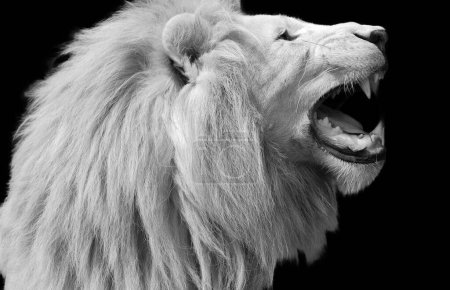Der weiße Löwe kommt gelegentlich in Wildreservaten in Südafrika vor und ist eine seltene Farbmutation der Krüger-Unterart des Löwen (Panthera leo krugeri).).