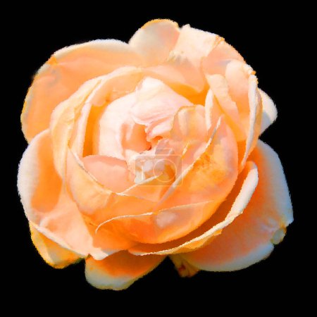 Foto de Una rosa es una planta leñosa perenne del género Rosa, en la familia Rosaceae, o la flor que lleva. Hay más de cien especies y miles de cultivares. - Imagen libre de derechos