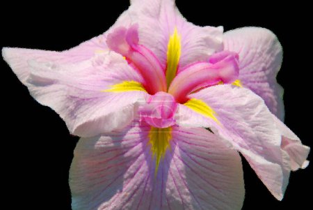 Foto de Iris es un género con unas 260300 especies de plantas con flores. Toma su nombre de la palabra griega para un arco iris, que también es el nombre de la diosa griega del arco iris, Iris. - Imagen libre de derechos