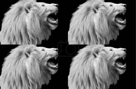 Téléchargez les photos : Le lion blanc se trouve occasionnellement dans les réserves fauniques d'Afrique du Sud et est une mutation rare de couleur de la sous-espèce de lion Kruger (Panthera leo Kruger). - en image libre de droit